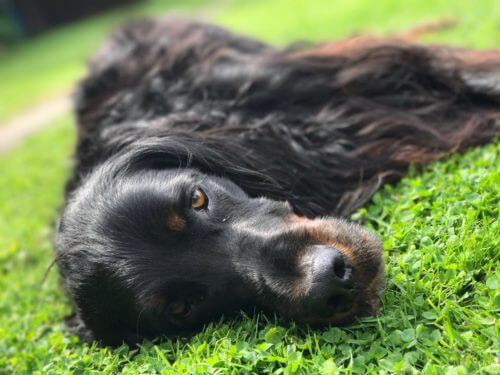 Hunde und andere Haustiere Pension Karina Schwerin