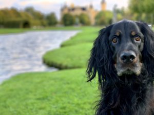 Urlaub mit dem Hund