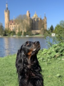 Unterwegs in Schwerin mit dem Hund